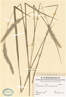 藏品(白茅)的圖片